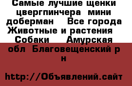 Самые лучшие щенки цвергпинчера (мини доберман) - Все города Животные и растения » Собаки   . Амурская обл.,Благовещенский р-н